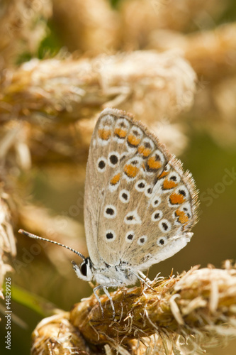 Southern Brown Argus (Aricia cramera) butterfly photo