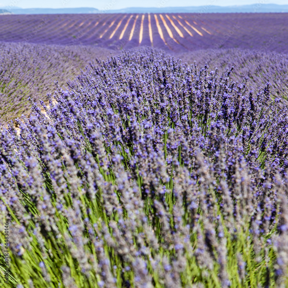 Naklejka premium Lavender fields