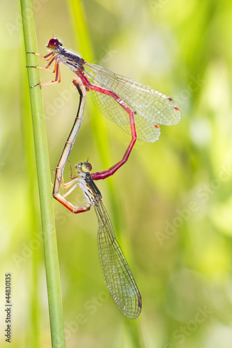 Two small Red Damselfly (Ceriagrion tenellum) mating photo