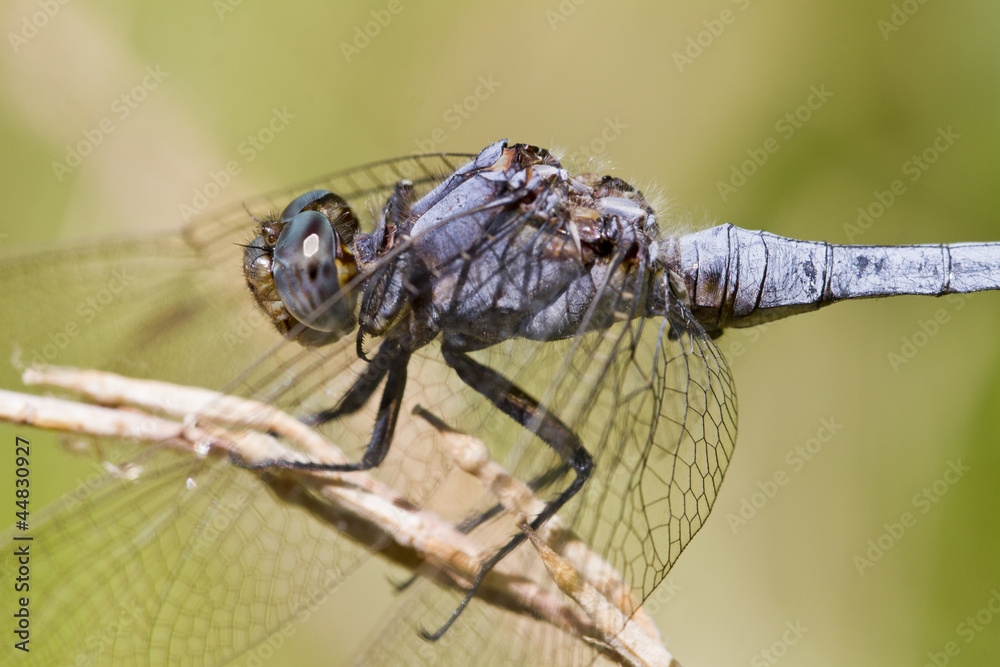 Epaulet Skimmer (Orthetrum chrysostigma) Epaulet Skimmer (Orthetrum chrysostigma)