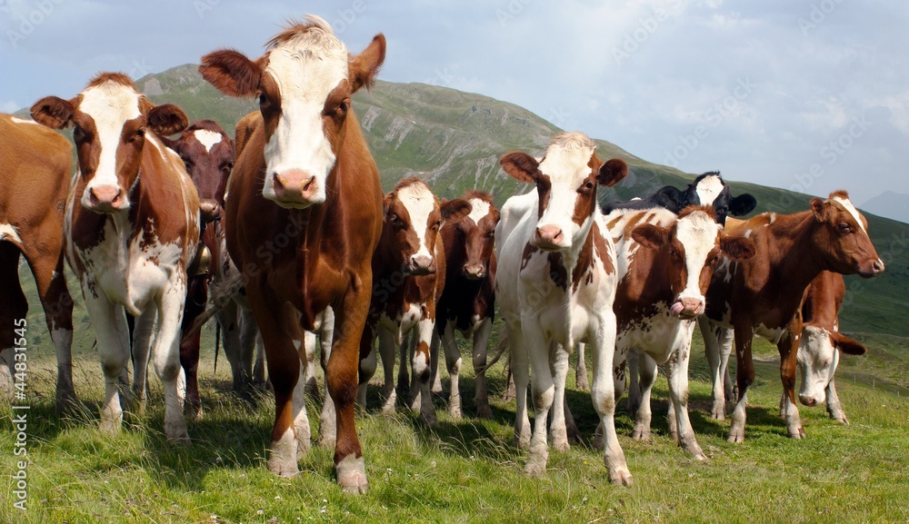 group of cows (bos primigenius taurus) in alps on pasture