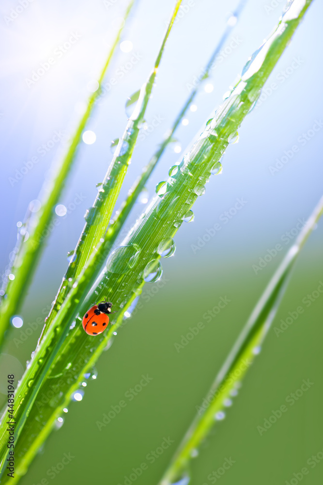 Obraz premium Green grass with dew drops and ladybird