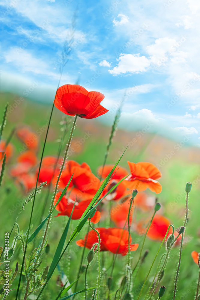 Obraz premium Polne kwiaty