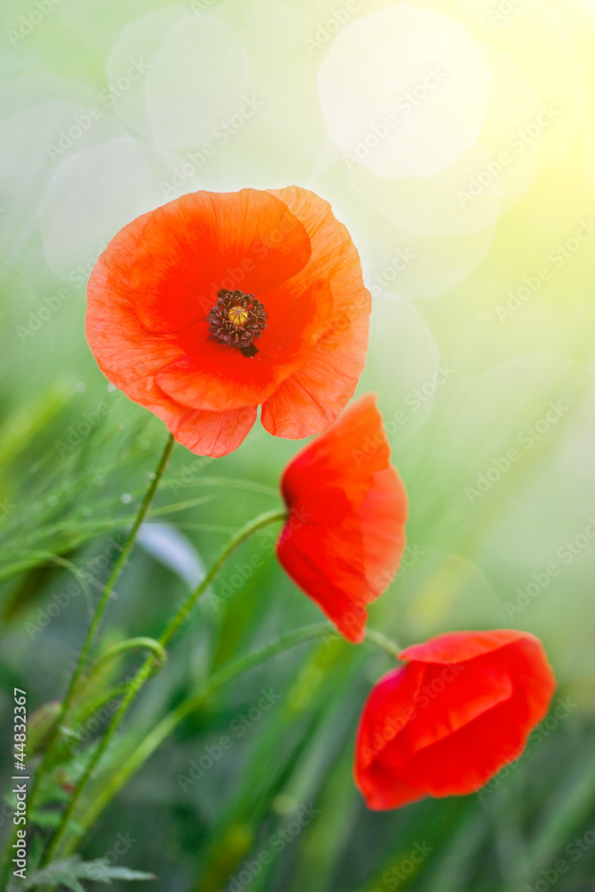 Obraz premium Wildflowers