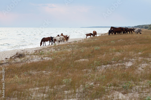 Wild horses on the beach