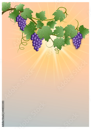 Weinranke und Sonnenuntergang