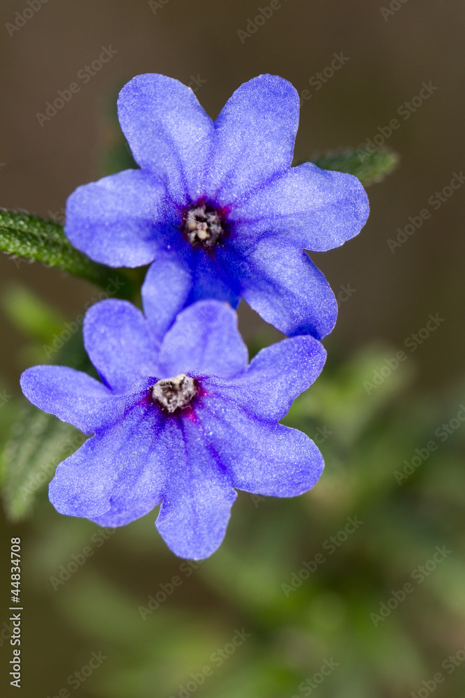 Blue Pimpernel (Anagallis arvensis subsp. foemina) Blue Pimpernel (Anagallis arvensis subsp. foemina)