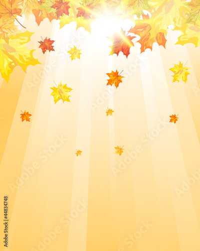 Autumn maple leaves
