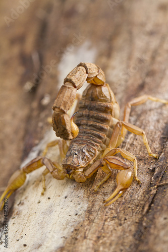 buthus scorpion