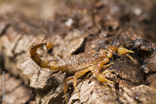 buthus scorpion