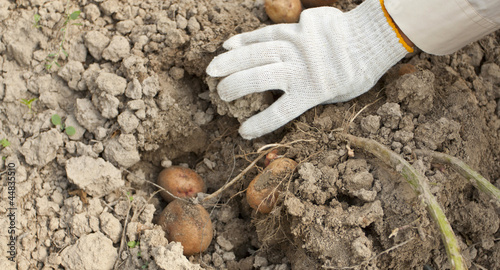 Obraz na plátně Potato harvesting on a farm