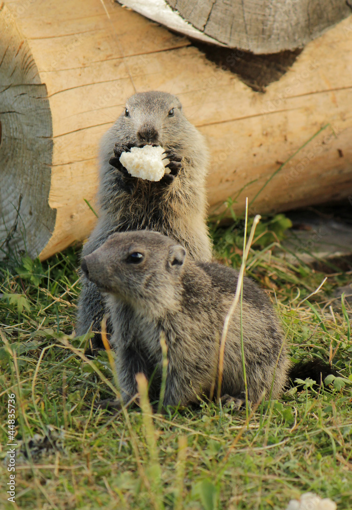 Fototapeta premium Marmotons eating