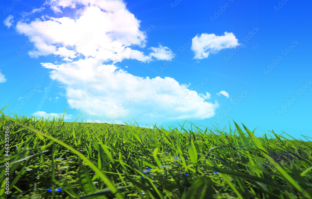 Obraz premium green grass hills