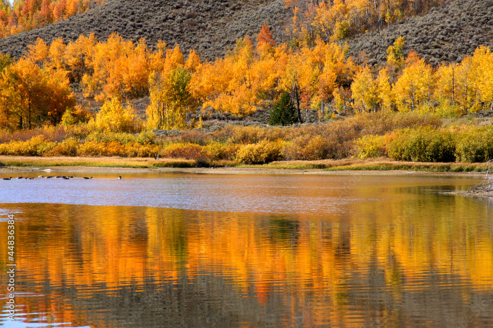 Perfect reflection of Aspen trees in the lake Perfect reflection of Aspen trees in the lake