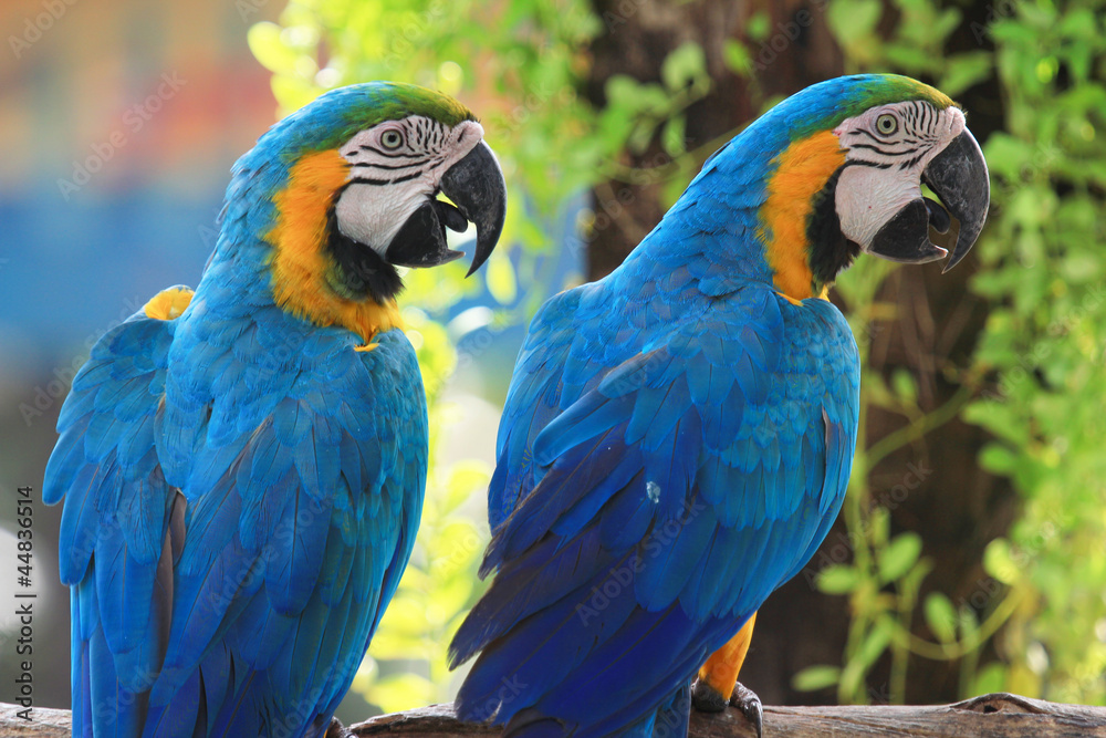 Macaws (blue and yellow macaw)