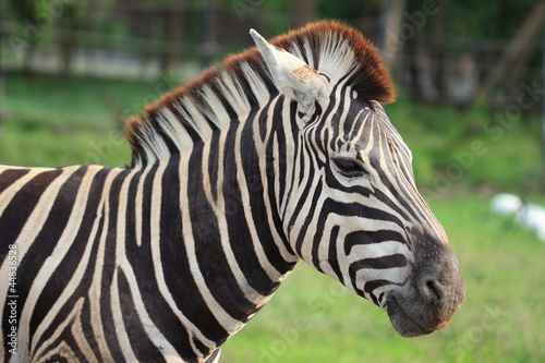 Zebra  Equus quagga  on natural background