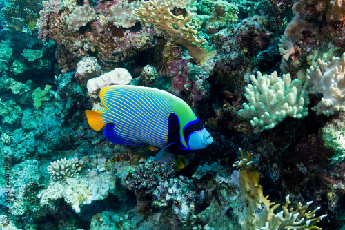 Emperor angelfish in the Red Sea, Egypt.