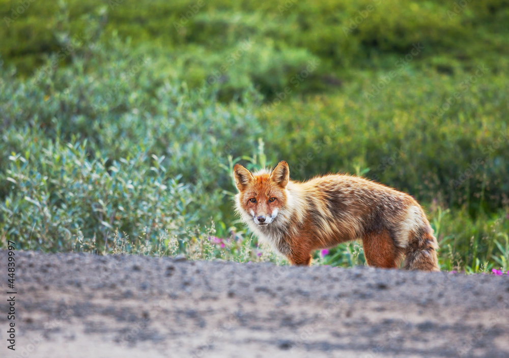 Fototapeta premium Fox