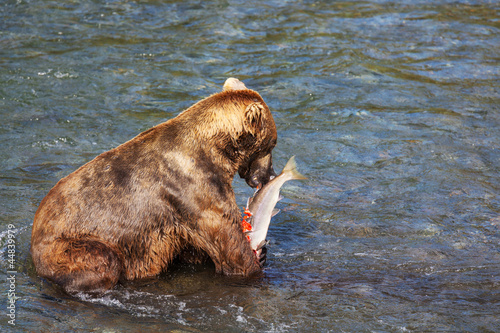 Bear on Alaska photo