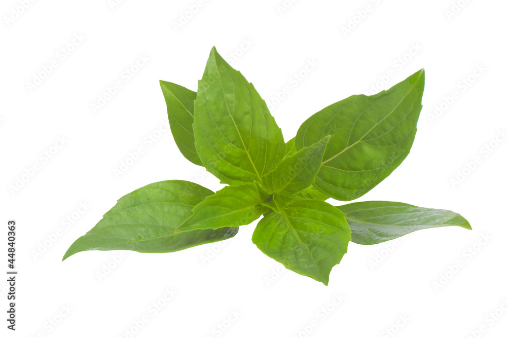 Thai Basil isolated on white background.