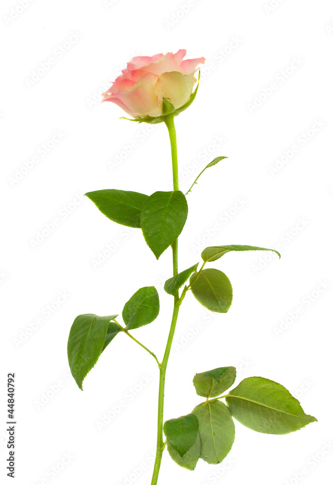 Obraz premium one pink rose