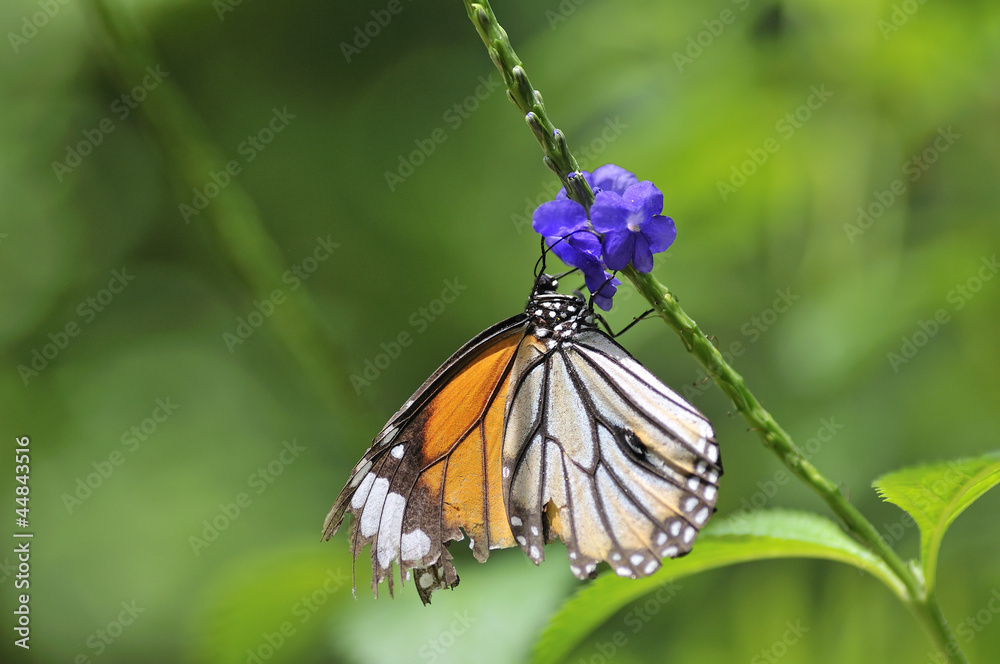 Fototapeta premium 蝶の楽園