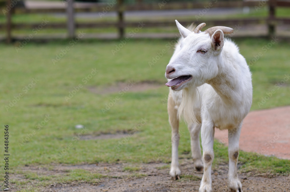 ヤギのポートレート