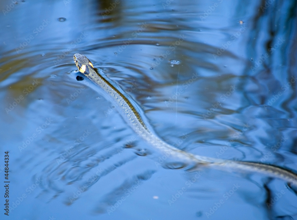 grass snake