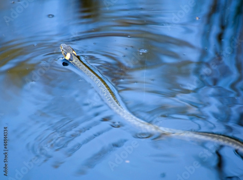 Obraz na płótnie grass snake w salonie