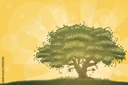 oak tree in morning sunlight