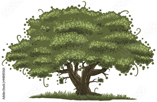 old oak tree