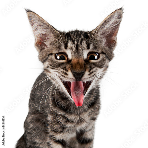 Fotografía gray striped kitten with shock grimace