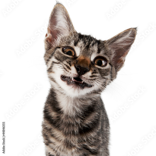 gray striped kitten with a displeasure grimace