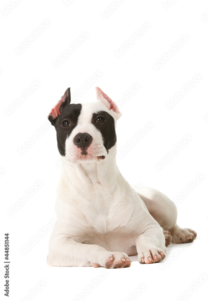 Fototapeta premium American pitbull terrier puppy