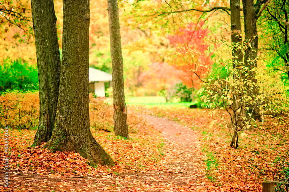 Path in the autumn park scattered with fallen leaves. Path in the autumn park scattered with fallen leaves.