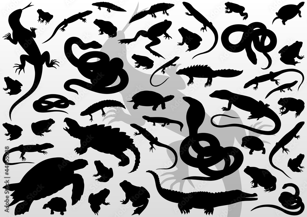 Amphibian reptile, snake, turtle, lizard and frog detailed vecto