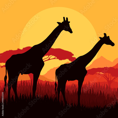 Giraffe family silhouettes in Africa wild nature mountain landsc