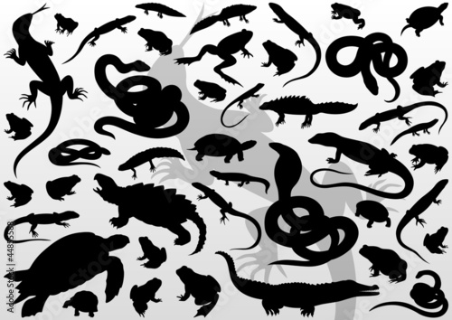 Amphibian reptile, snake, turtle, lizard and frog detailed vecto