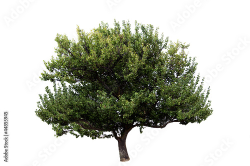 Fototapeta tree isolated
