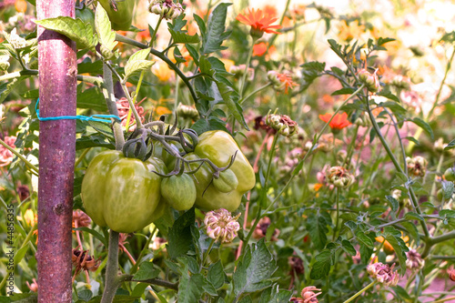 Tomatenpflanzen photo