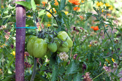 Tomatenpflanzen