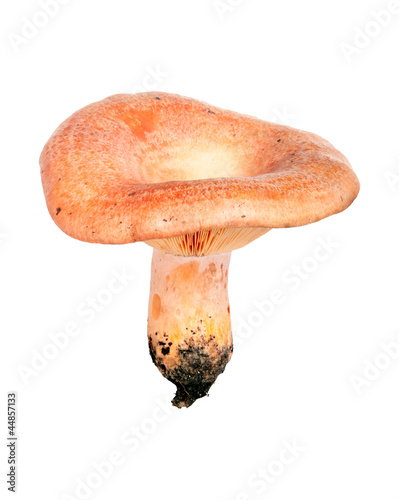 Forest mushroom. Lactarius deliciosus (Saffron milk cap) photo