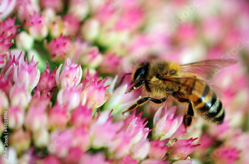 bee on sedum © claireliz