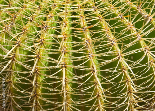 Kaktusstacheln