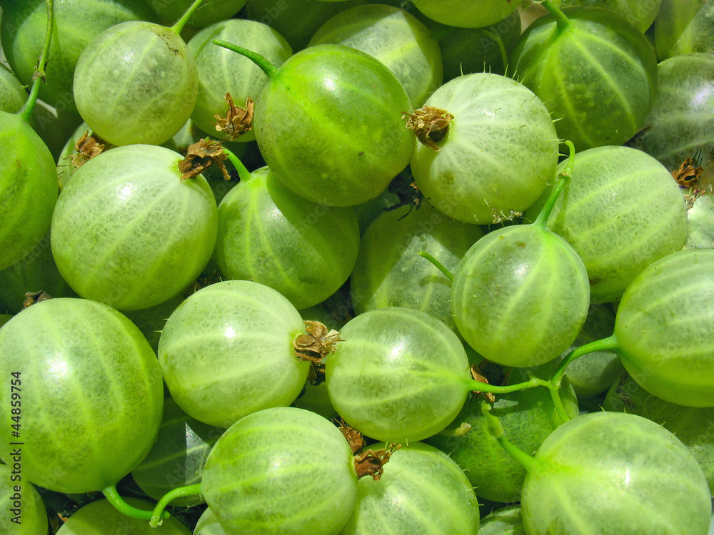 Green gooseberries close up - berry background Green gooseberries close up - berry background