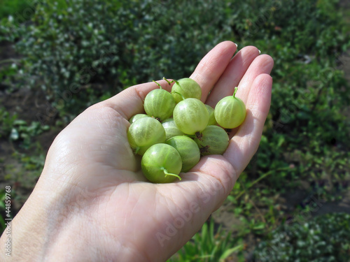 Handful of green gooseberry on woman's hand