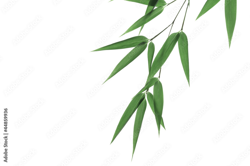 Fototapeta premium bamboo leaves