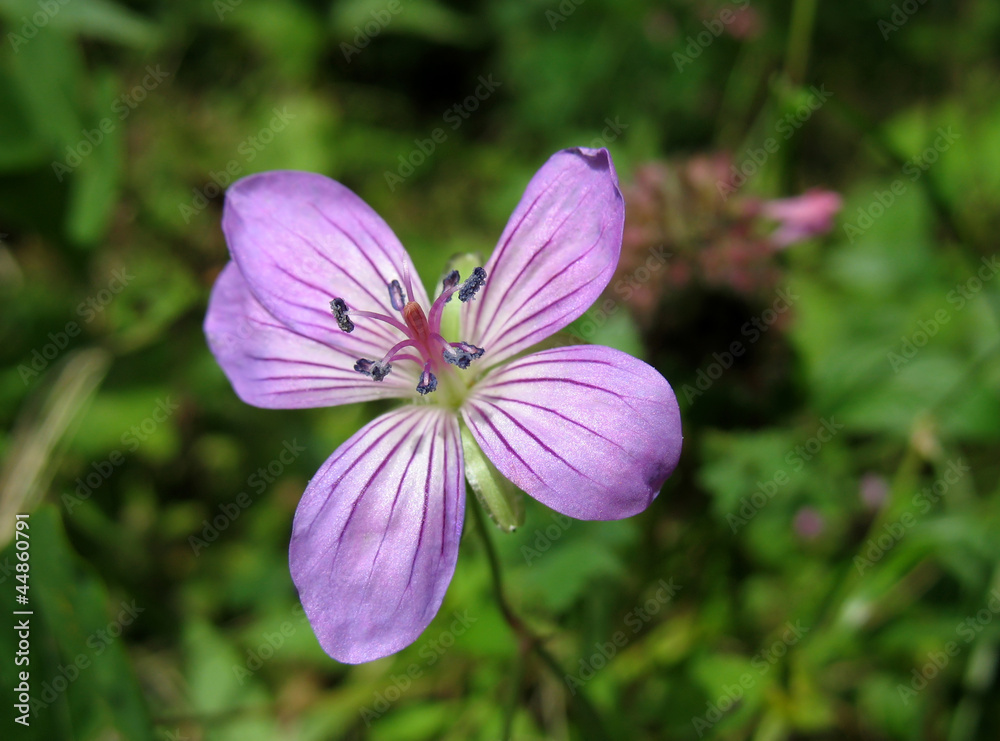 Fototapeta premium Lilac Wildflower. Woodland Geranium