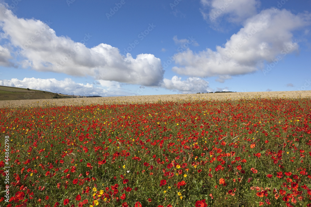 agricultural landscape with wildflowers