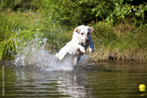 Spielender weisser Labrador Retriever